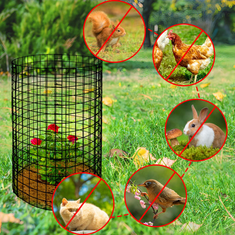Adnee assembled protectors circle around roses and vegetables to deter pests.