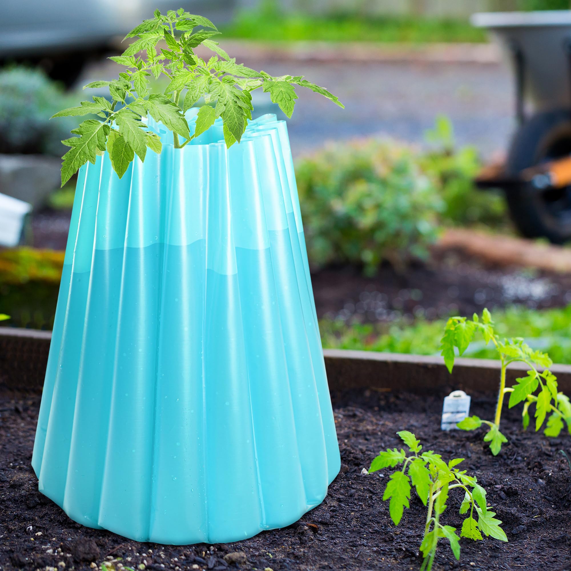 Early-season garden setup enabling tomatoes and veggies to plant earlier.