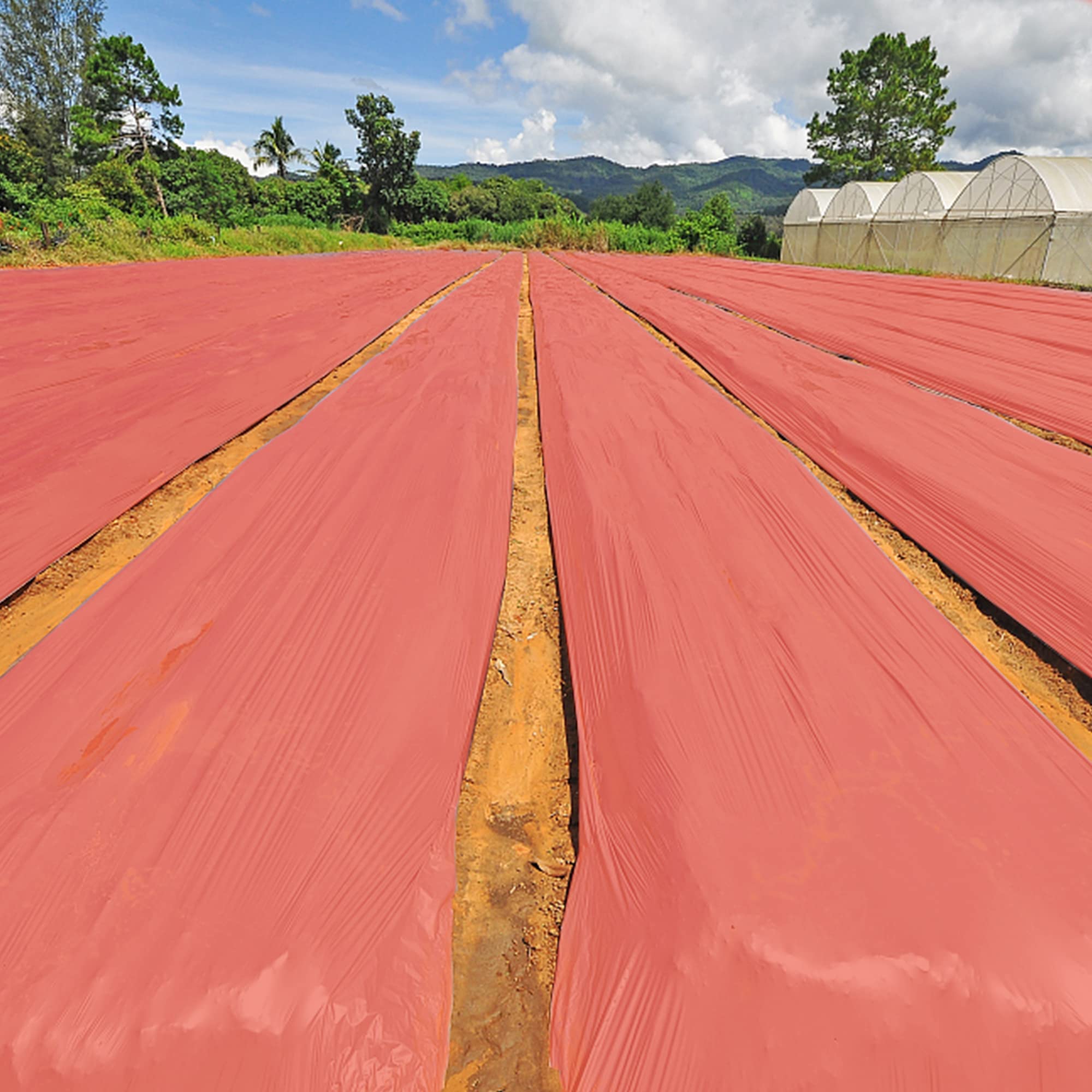 Adnee mulch film used with strawberries and tomatoes for tidy beds