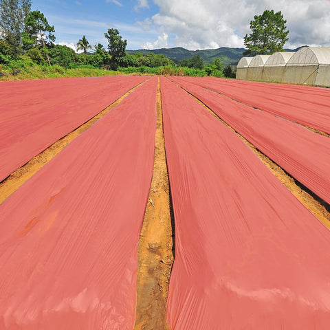 Adnee mulch film used with strawberries and tomatoes for tidy beds