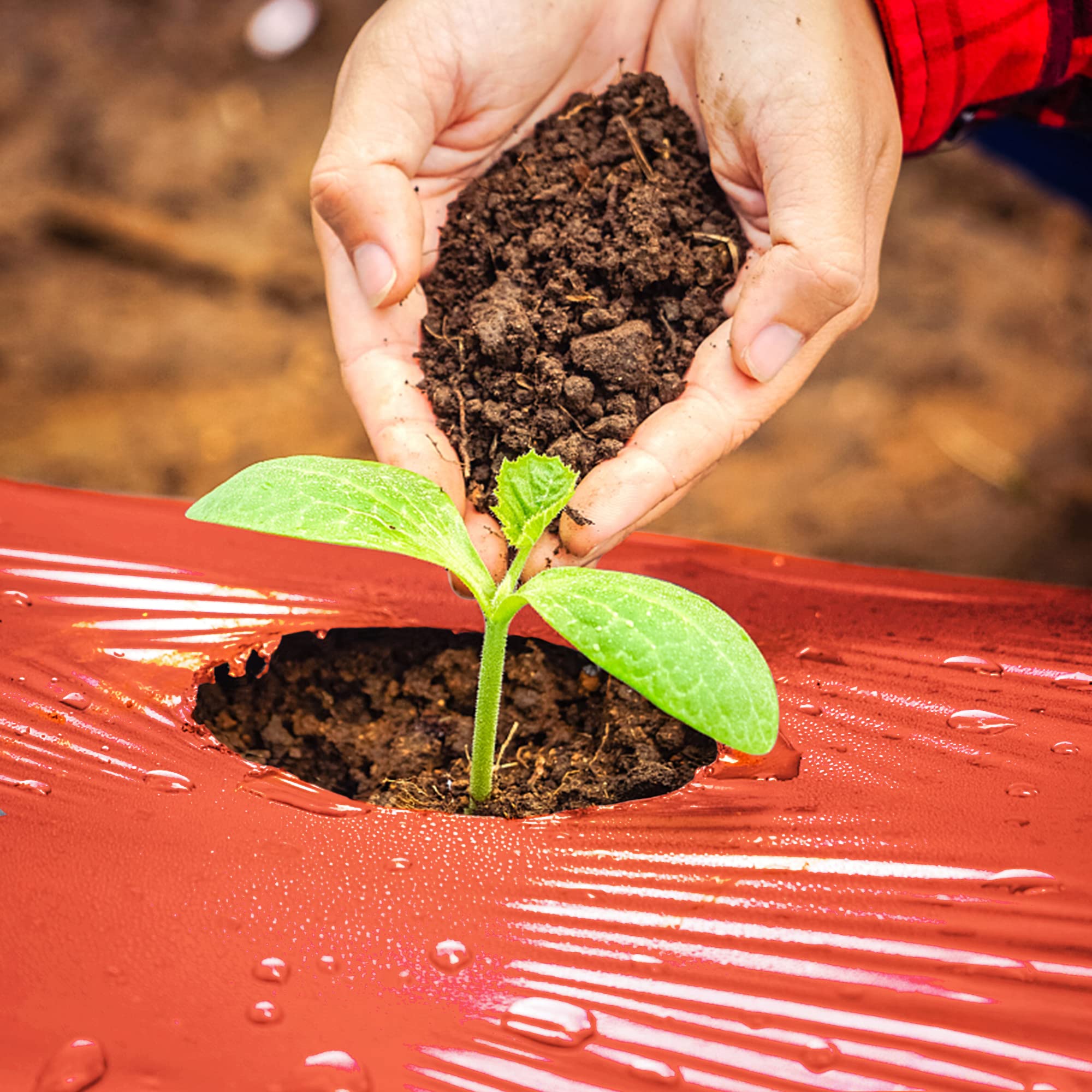 Adnee weed-blocking red film helps keep beds clear