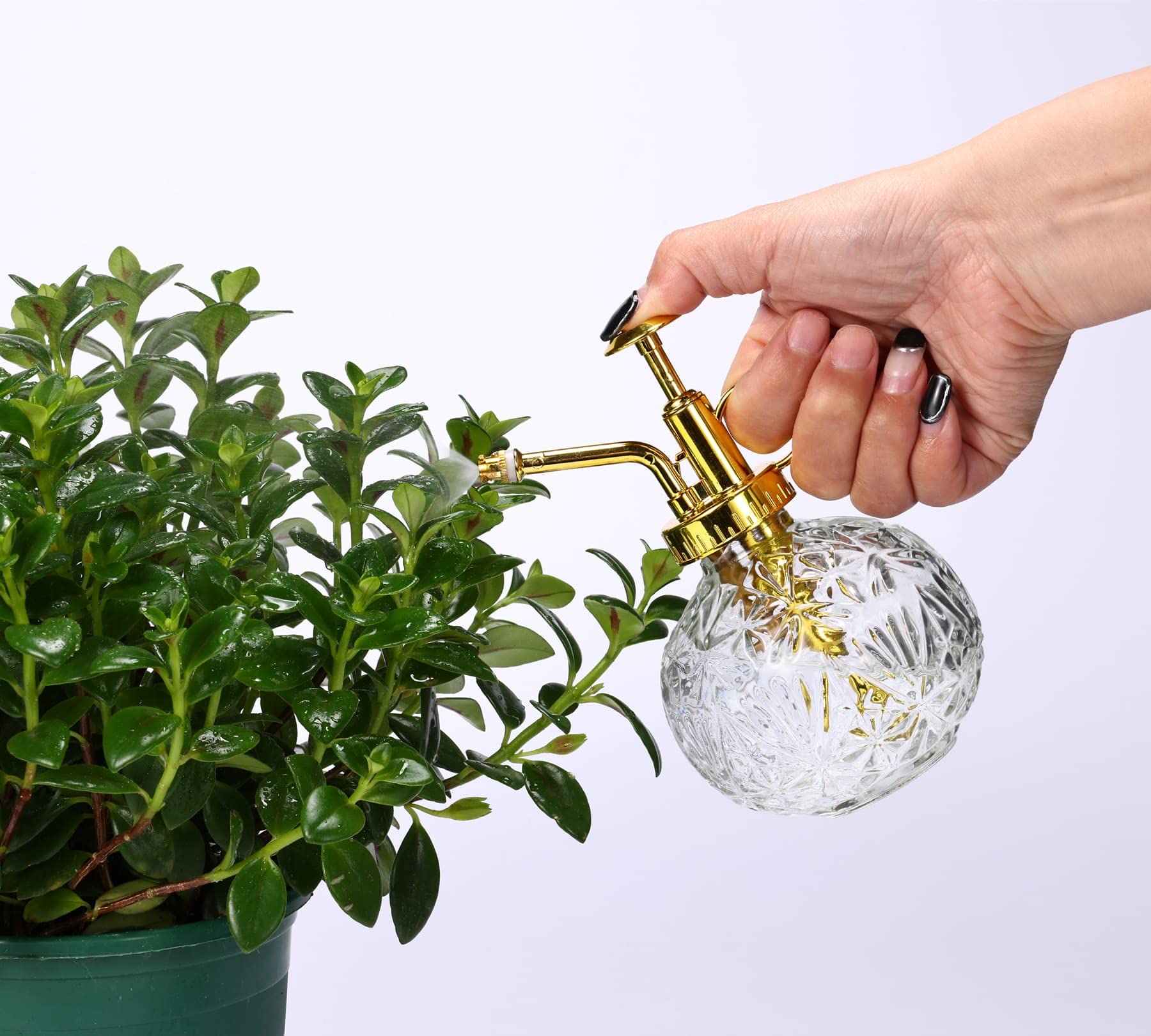 Aebor clear glass bottle for delicate plant misting.