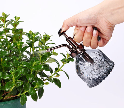 Aebor glass plant mister near succulents and orchids for precise misting.