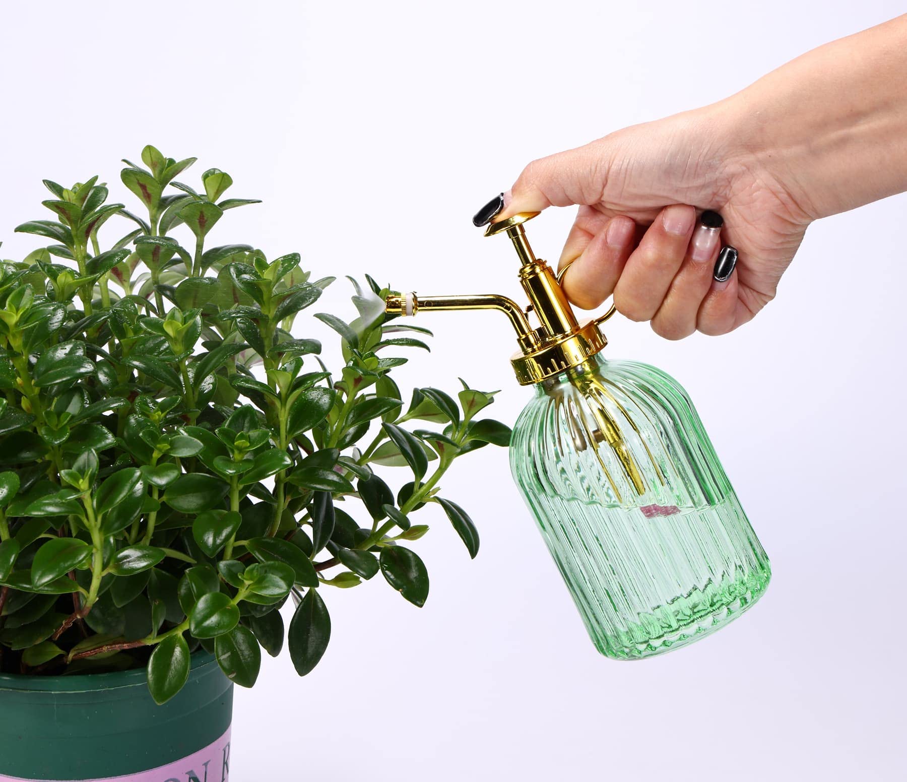 Aebor indoor-outdoor plant mister in action on a windowsill.