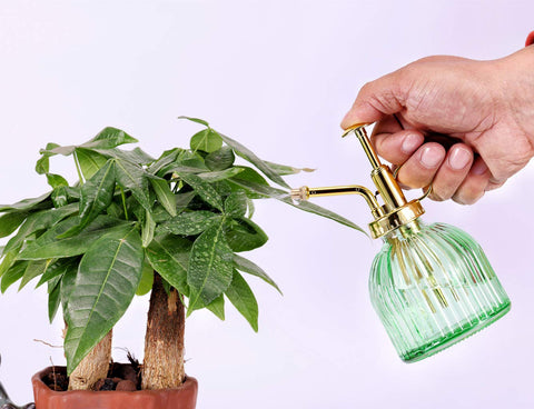 Aebor plant mister in home decor, suitable for windowsill plants.