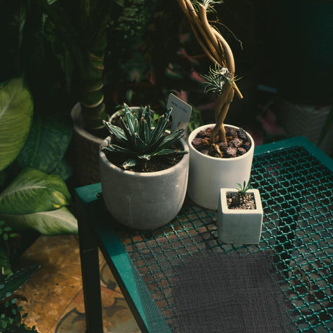 AEDOVE fine-drainage screen supports root airflow and healthier growth.