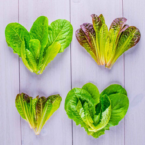 All-in-one indoor garden system with 9 pre-seeded pods for easy lettuce.