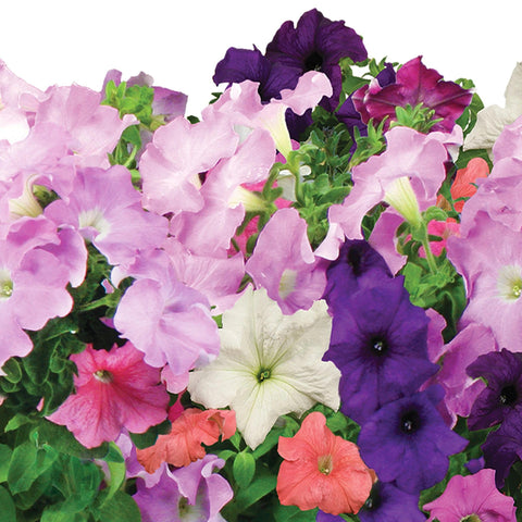 AeroGarden Cascading Petunias in bloom lighting up a room with color.