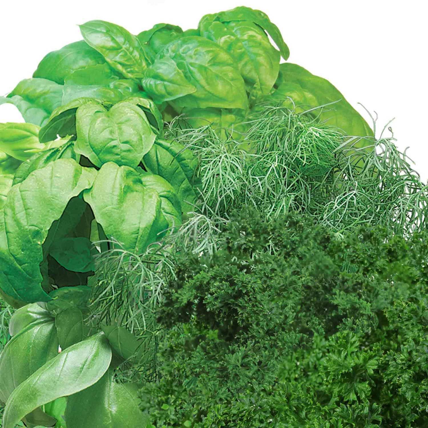AeroGarden Gourmet Dill seed pod for bright aroma in dishes