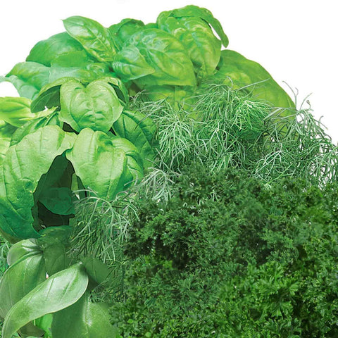 AeroGarden Gourmet Dill seed pod for bright aroma in dishes