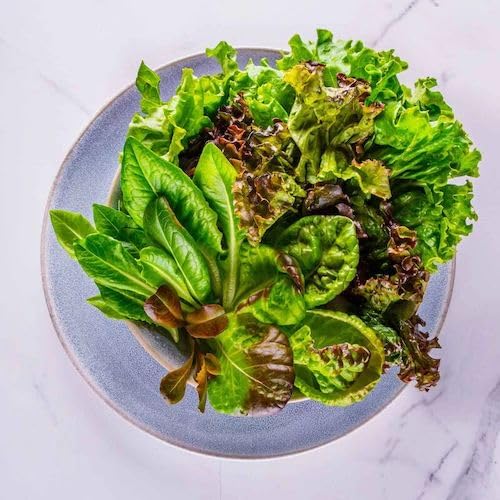 AeroGarden on a counter showcasing simple indoor gardening.