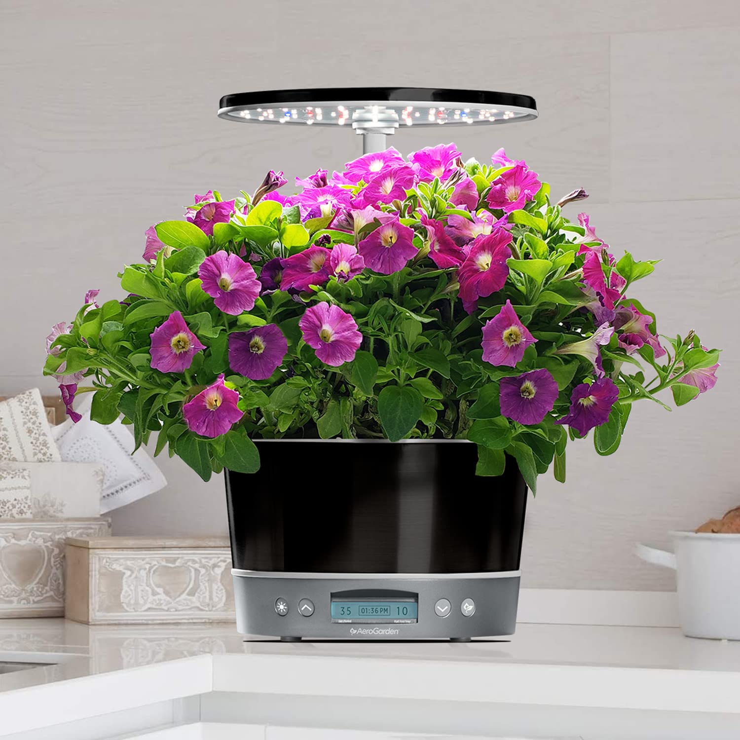 AeroGarden Curly Parsley pod adds bright greens to meals