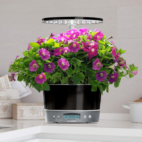 AeroGarden Curly Parsley pod adds bright greens to meals