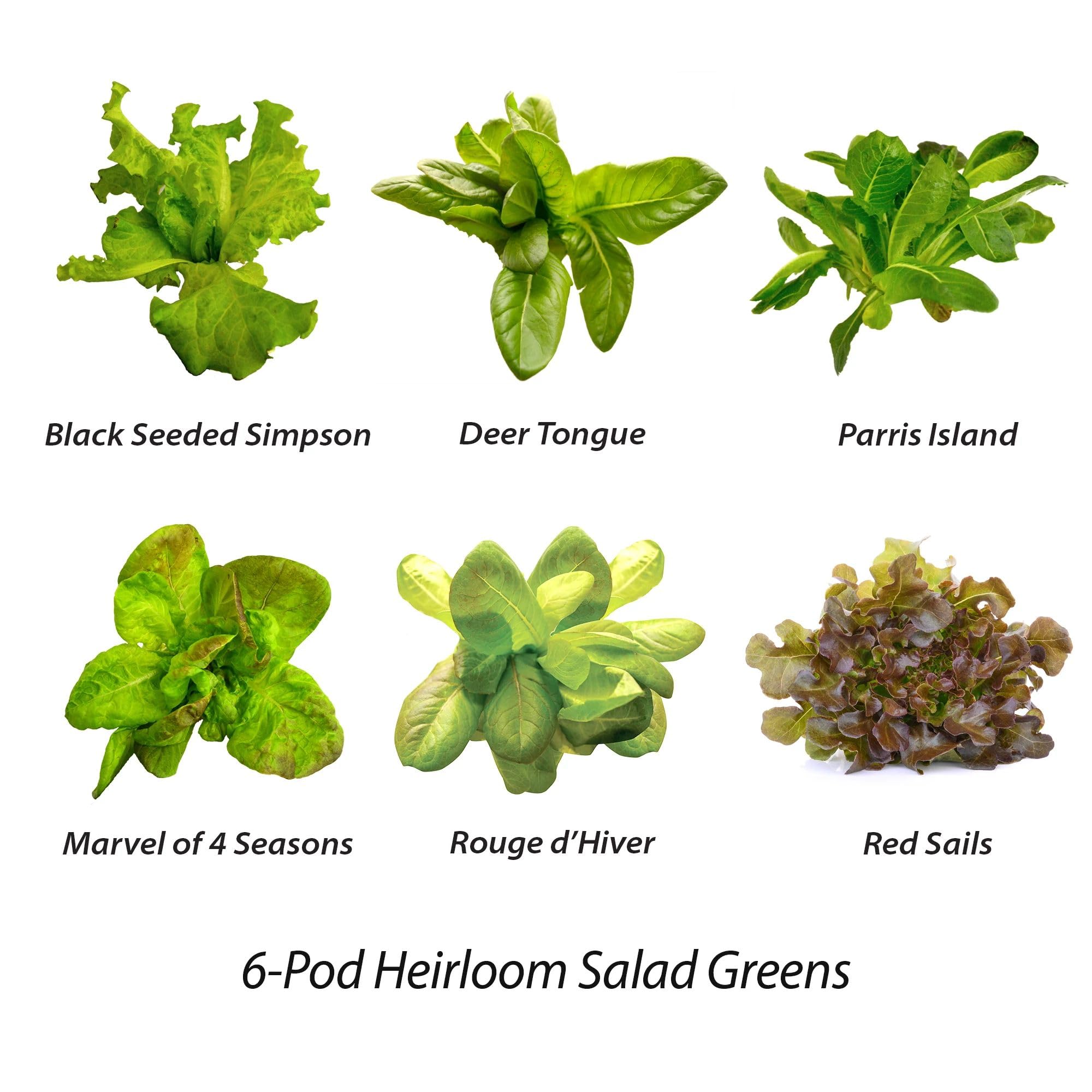AeroGarden harvest-ready romaine lettuce for quick salads.