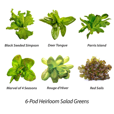 AeroGarden harvest-ready romaine lettuce for quick salads.