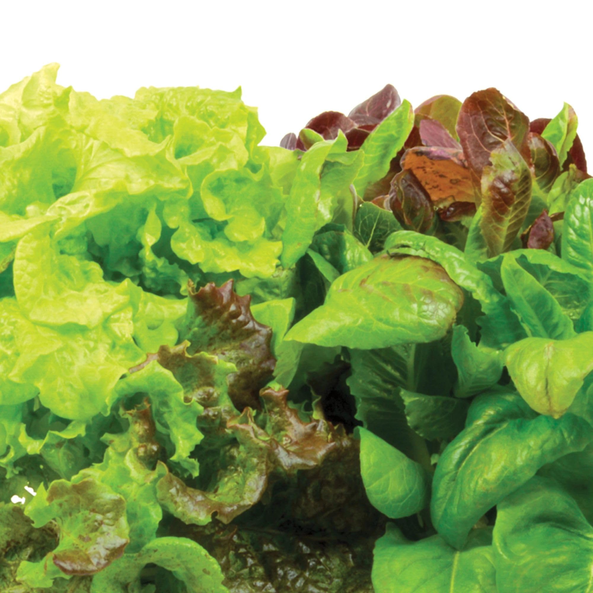 AeroGarden liquid nutrients bottle supports steady growth.