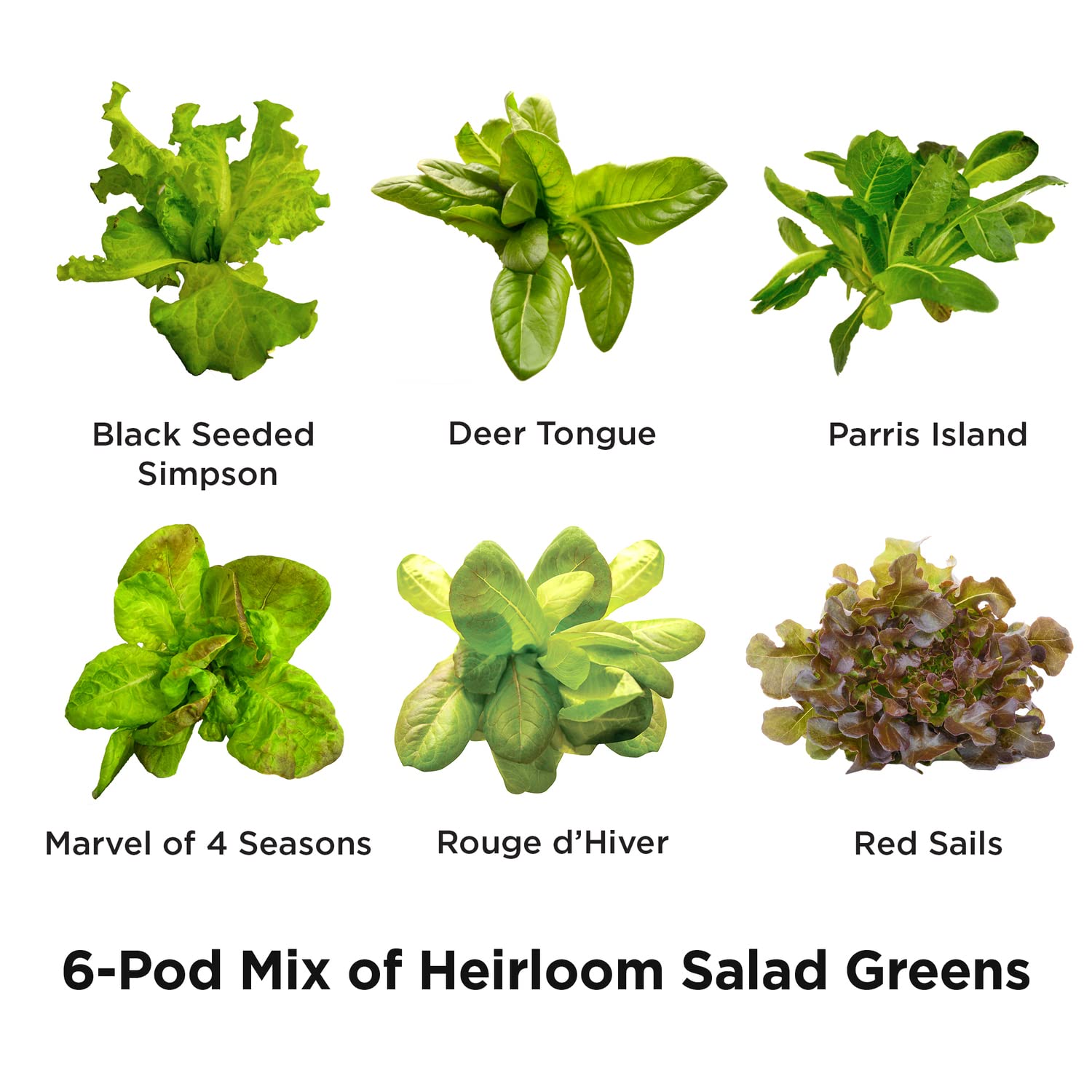 AeroGarden liquid nutrients bottle supporting healthy lettuce growth
