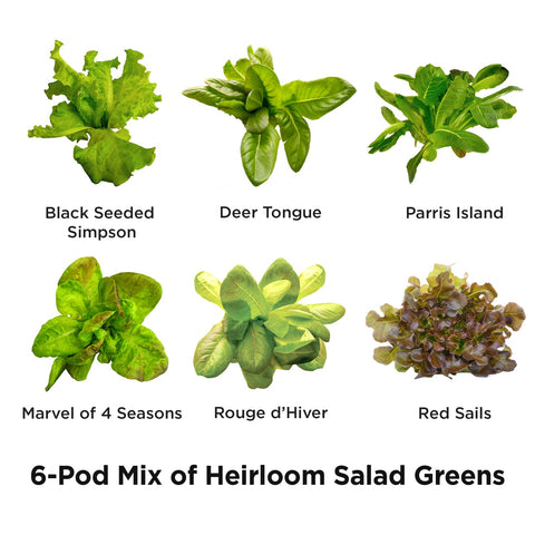 AeroGarden liquid nutrients bottle supporting healthy lettuce growth