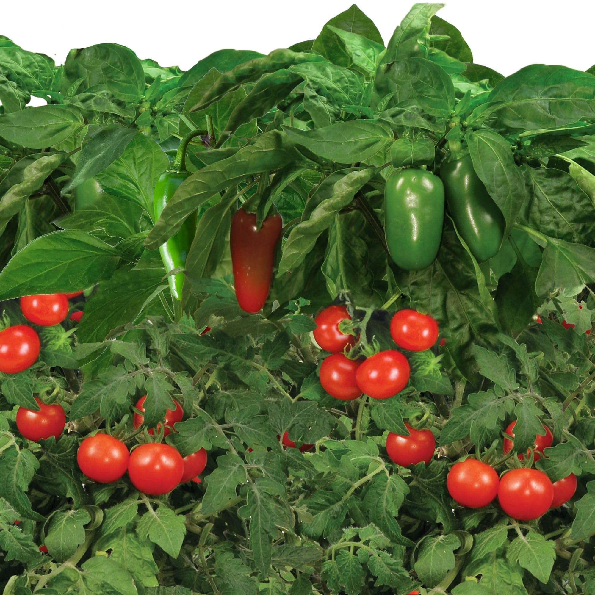 AeroGarden jalapeno pepper pods ready to harvest peppers