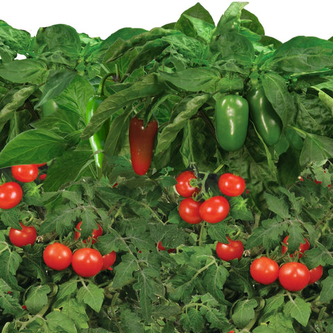 AeroGarden jalapeno pepper pods ready to harvest peppers