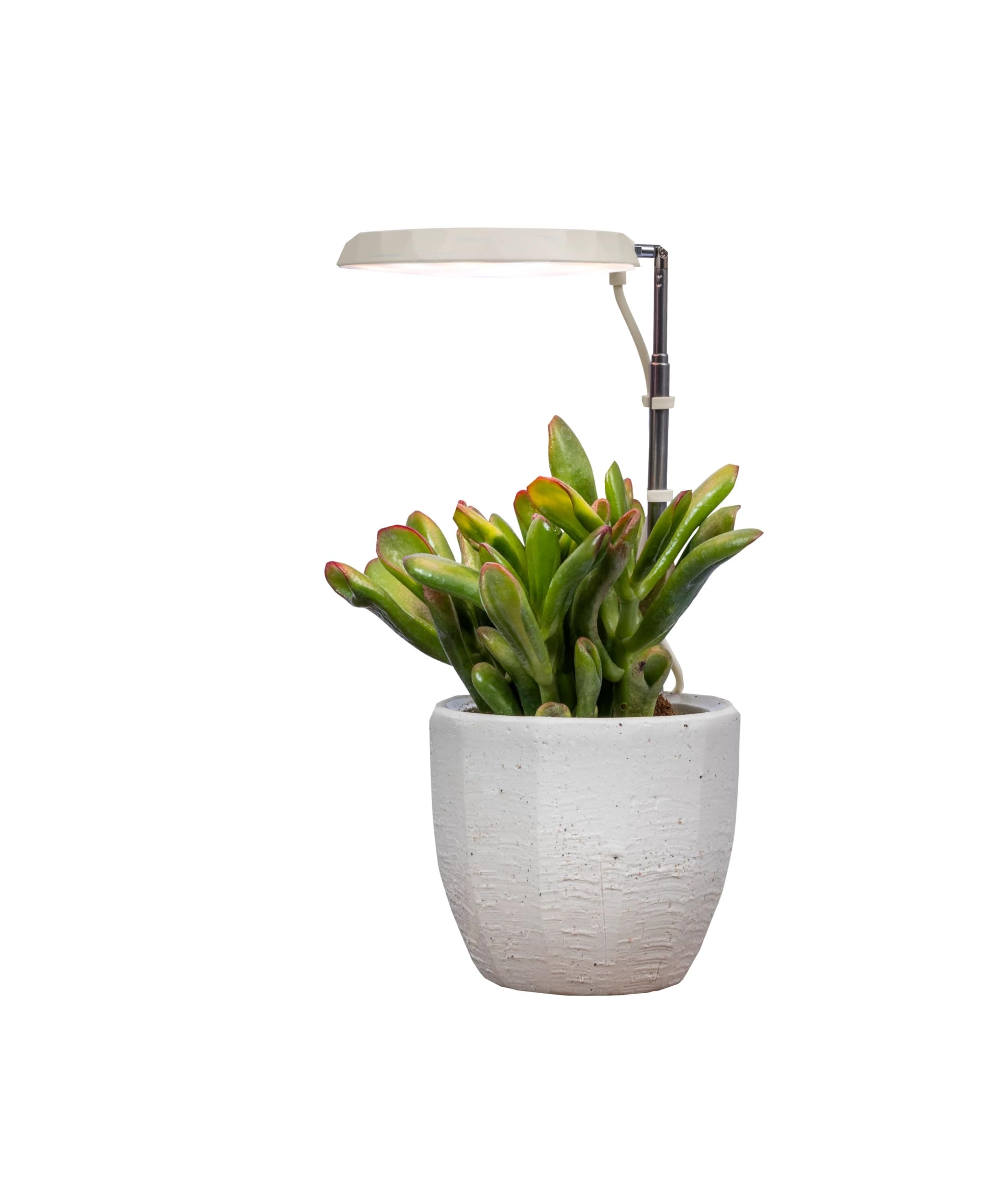 AeroGarden Stem Grow Light dimming control in use.