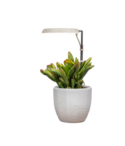 AeroGarden Stem Grow Light dimming control in use.