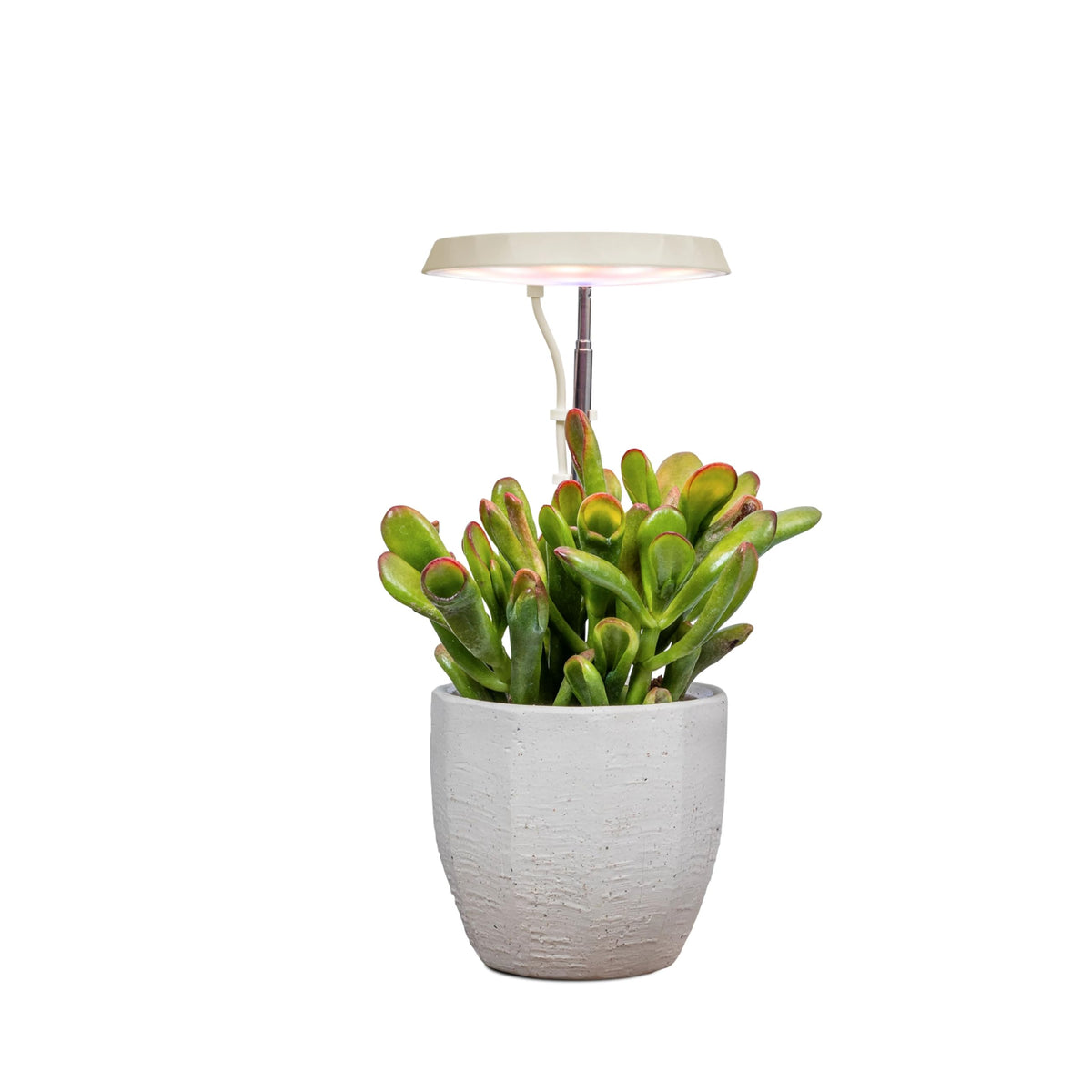 AeroGarden Stem Grow Light delivers full-spectrum LED for indoor plants.