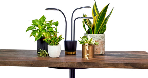 AeroGarden Trio Grow Light with three arms lighting multiple plants clearly