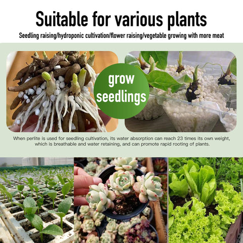 Afawall Gift 2QT perlite root growth closeup reveals space for roots.