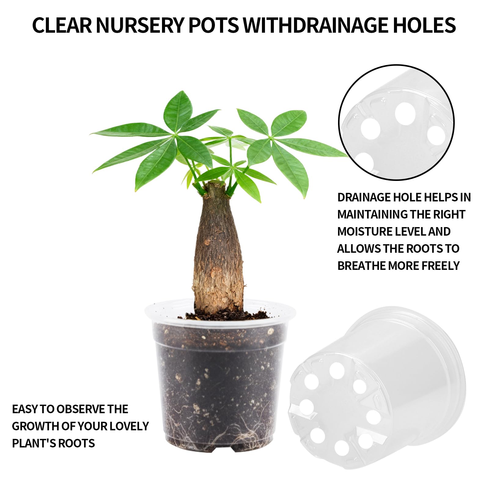 AFHGGZXZ seed starter pot bulk pack ready for classroom or greenhouse projects