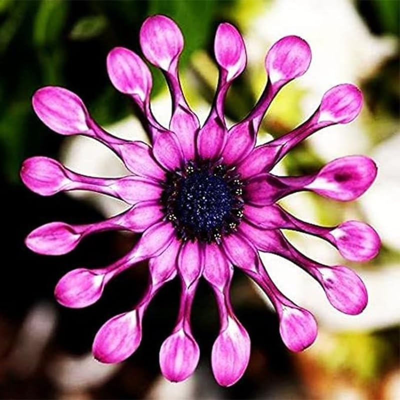 African Rare Daisy Seeds bloom close-up highlighting vibrant petals.