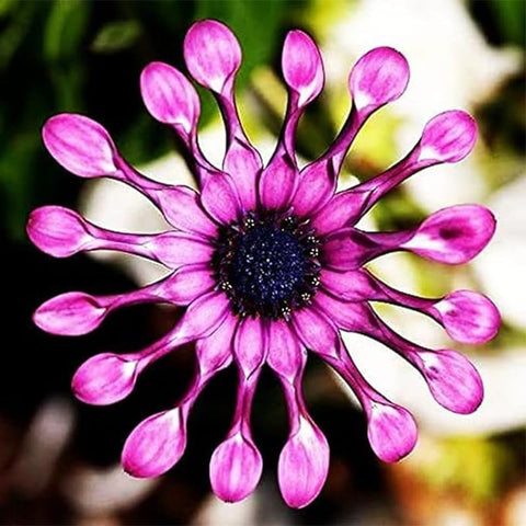 African Rare Daisy Seeds bloom close-up highlighting vibrant petals.