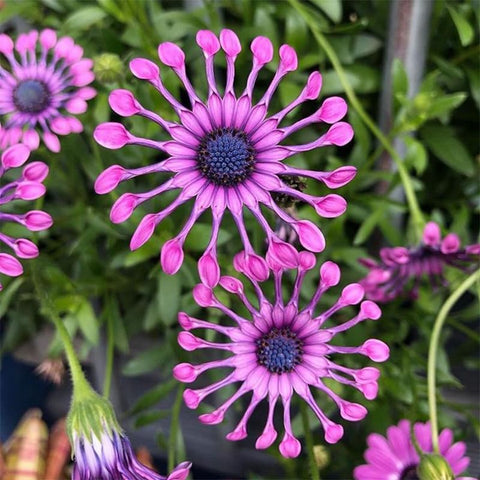 African Rare Daisy Seeds border bed for colorful edging.