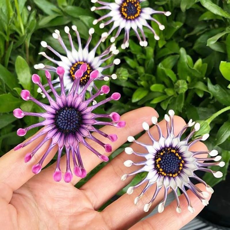 African Rare Daisy Seeds garden landscape with cheerful color.