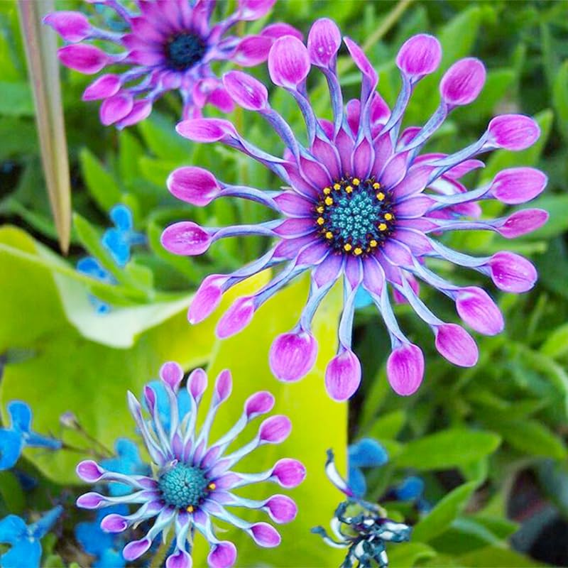 African Rare Daisy Seeds container display on balcony or patio.