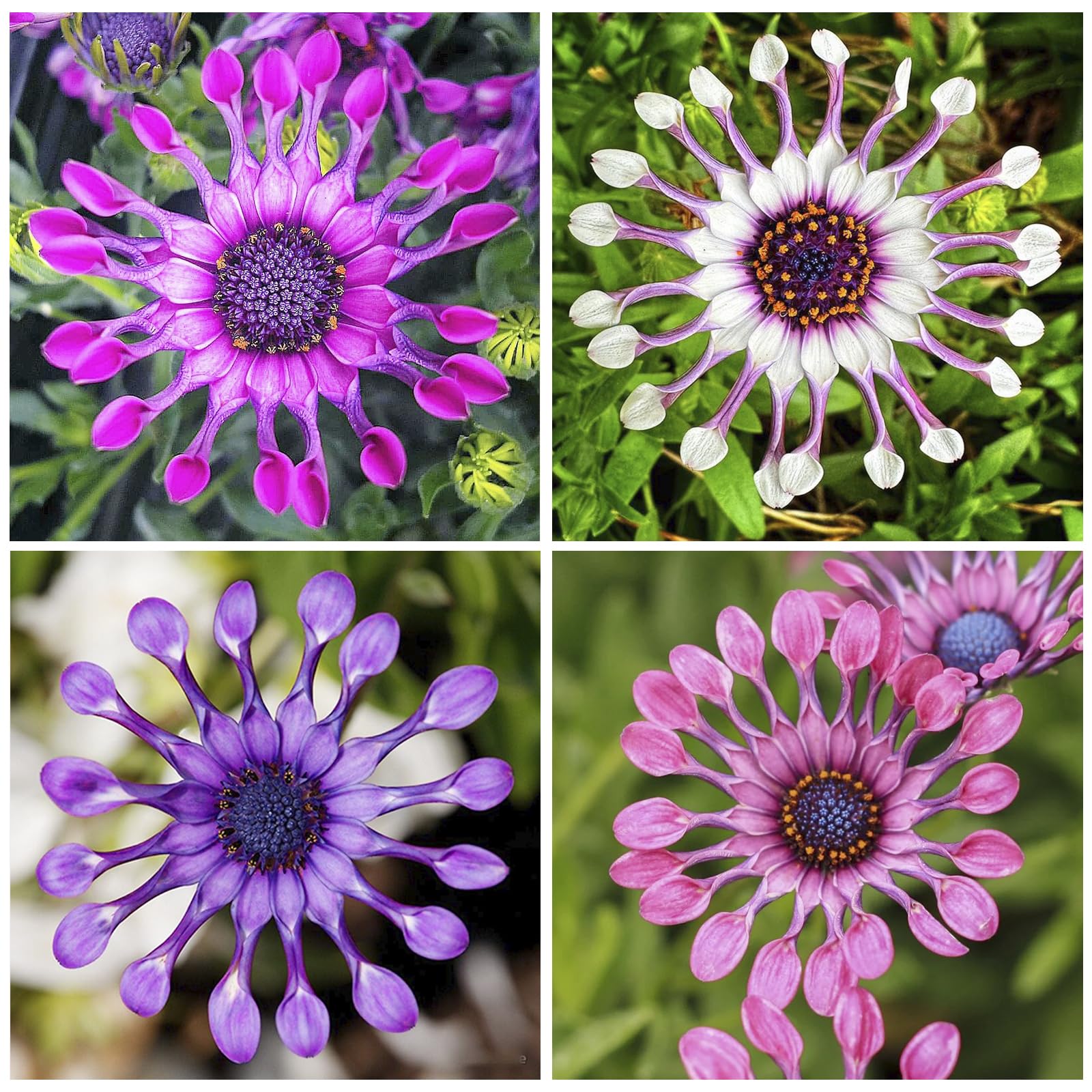 African Rare Daisy Seeds seed pack ready for planting in sunlight.