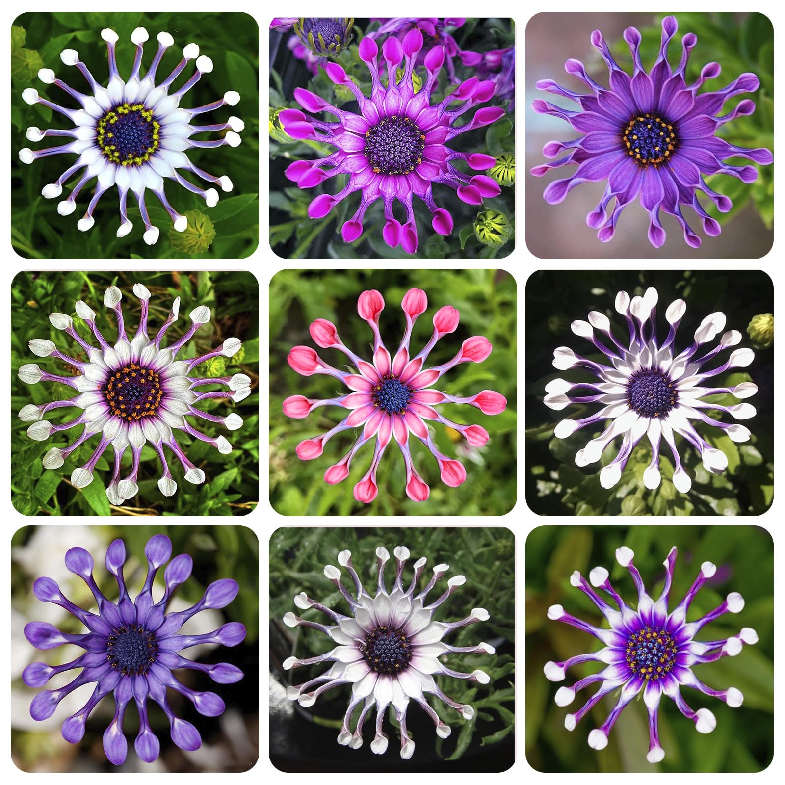 African Rare Daisy Seeds sowing action in a garden bed.