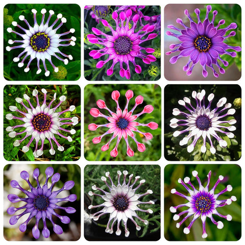 African Rare Daisy Seeds sowing action in a garden bed.