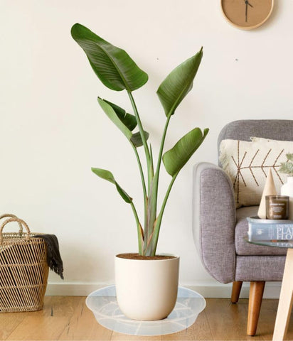 Afrine drip tray keeps surfaces clean while watering indoor plants.