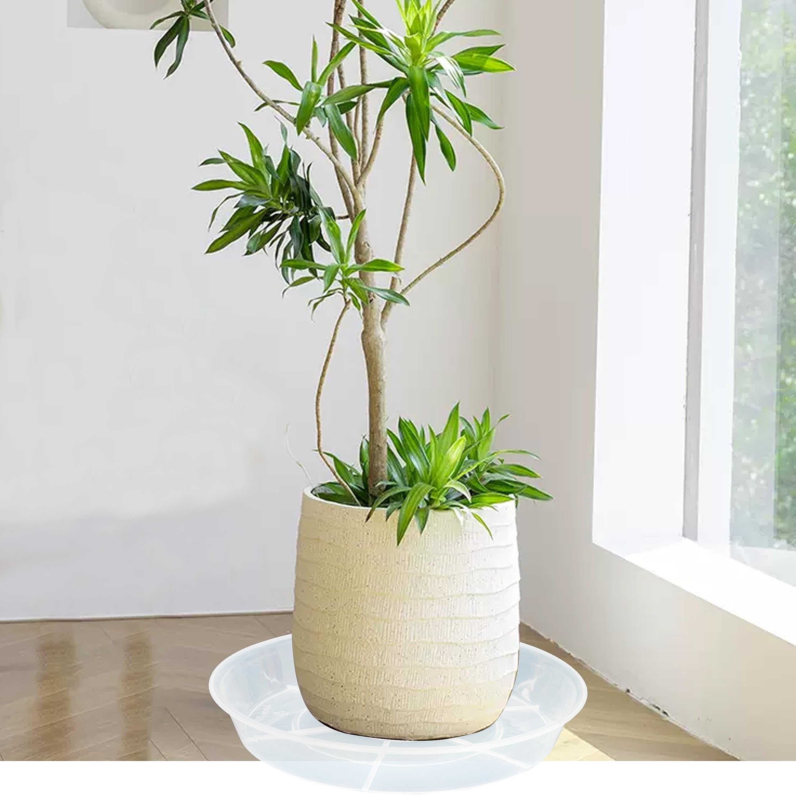 Afrine windowsill setup with colorful pebbles shows decorative display potential.