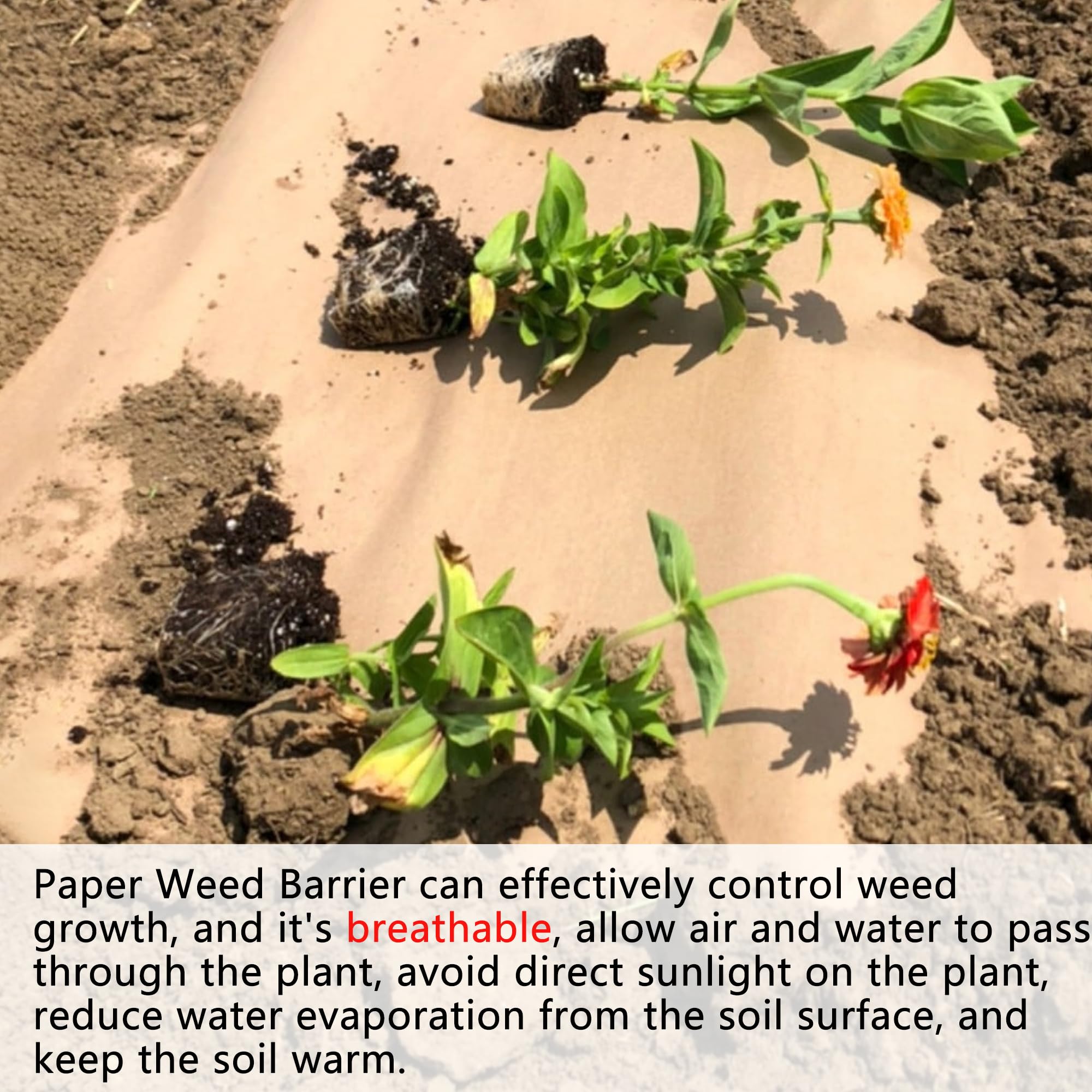 AGEGOMIC heavy-duty landscape paper keeps garden beds weed-free