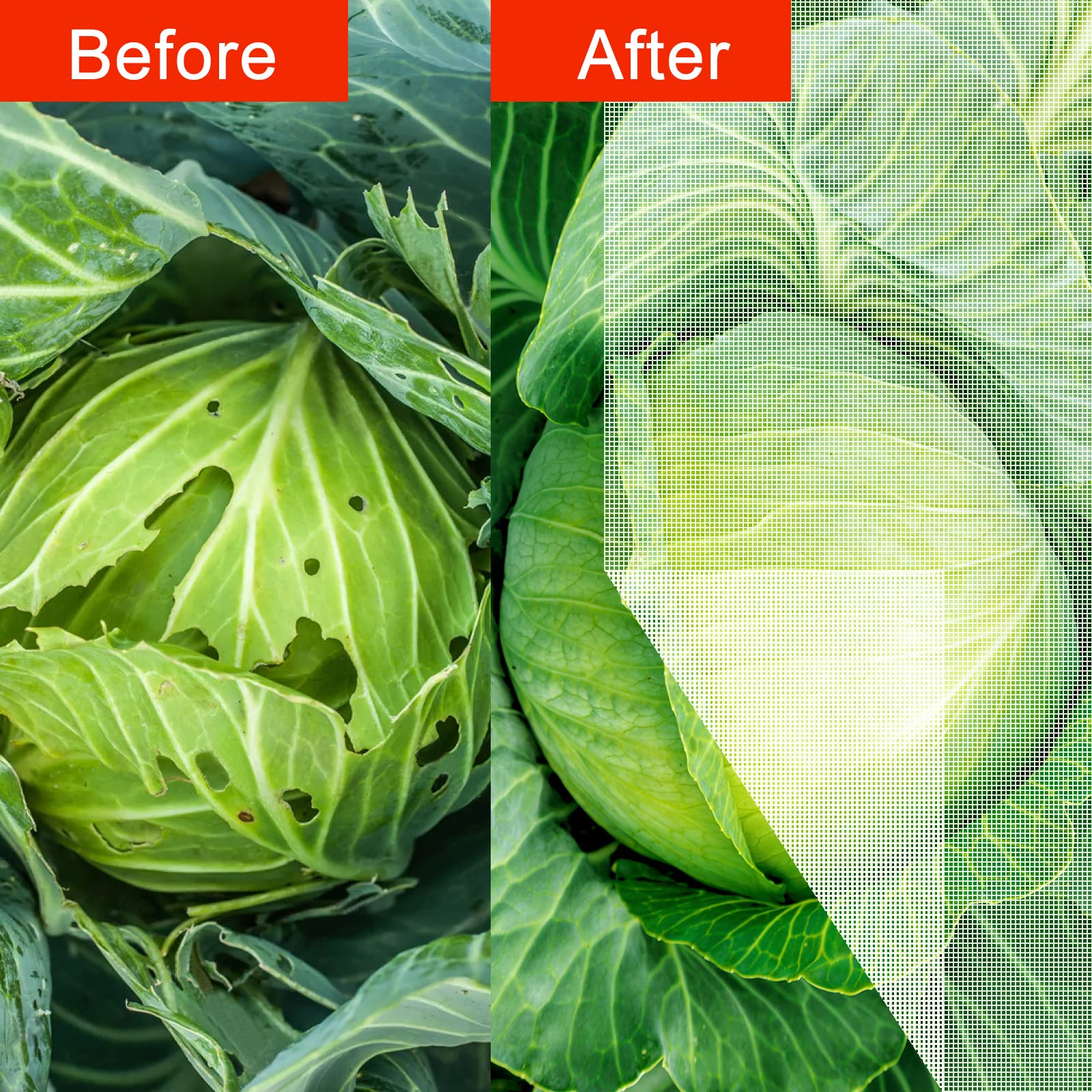 Agfabric vegetable protection netting covers beds while letting sun through.