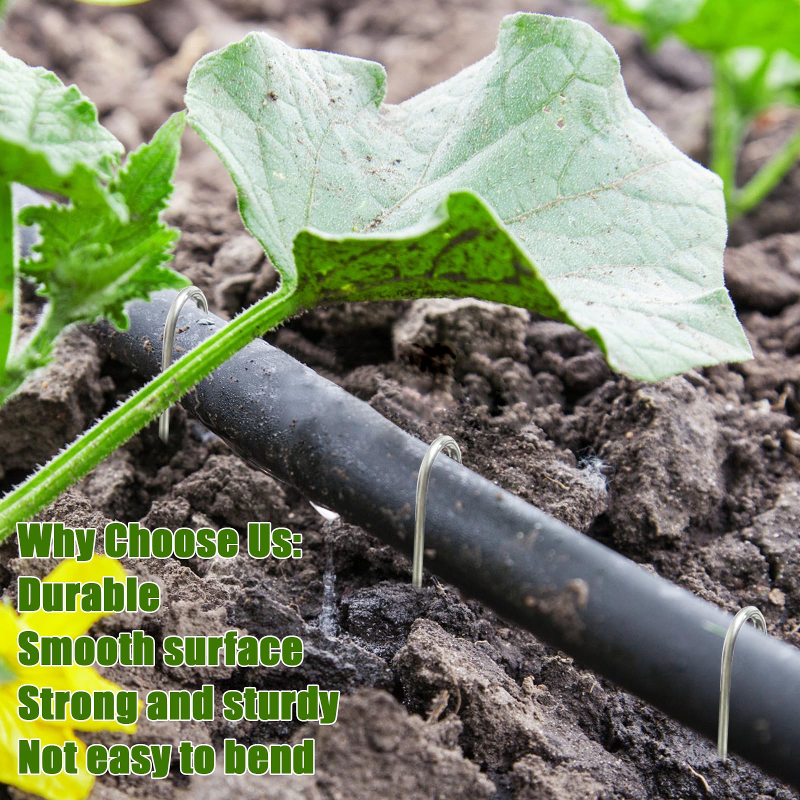 Agolctry 5-inch landscape stakes holding drip tubing for neat, stable irrigation.
