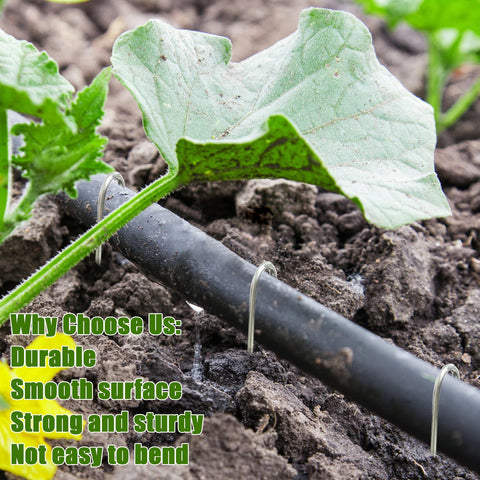 Agolctry 5-inch landscape stakes holding drip tubing for neat, stable irrigation.