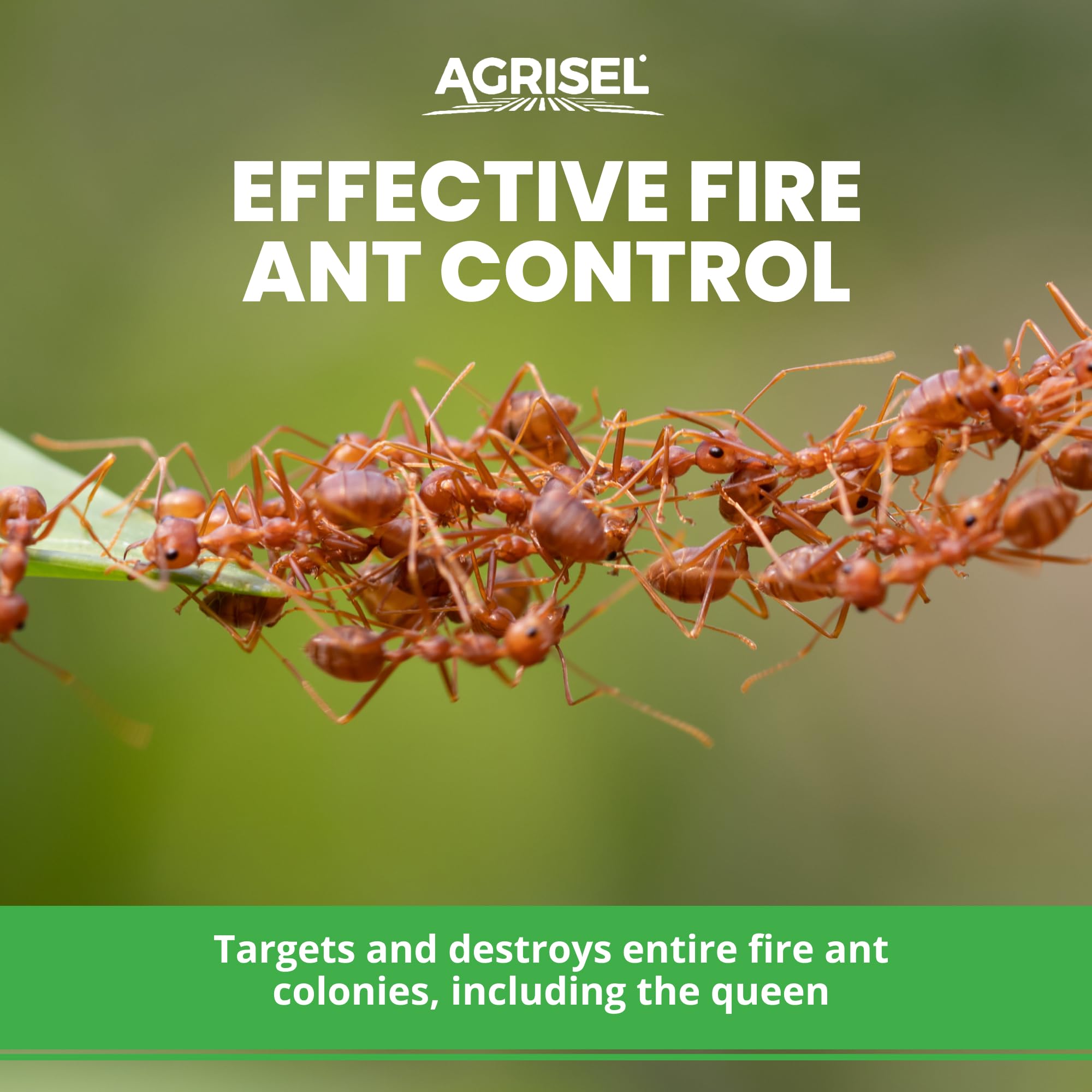 Close-up of Acephate Pro 75 SP being applied to a fire ant mound near a lawn.
