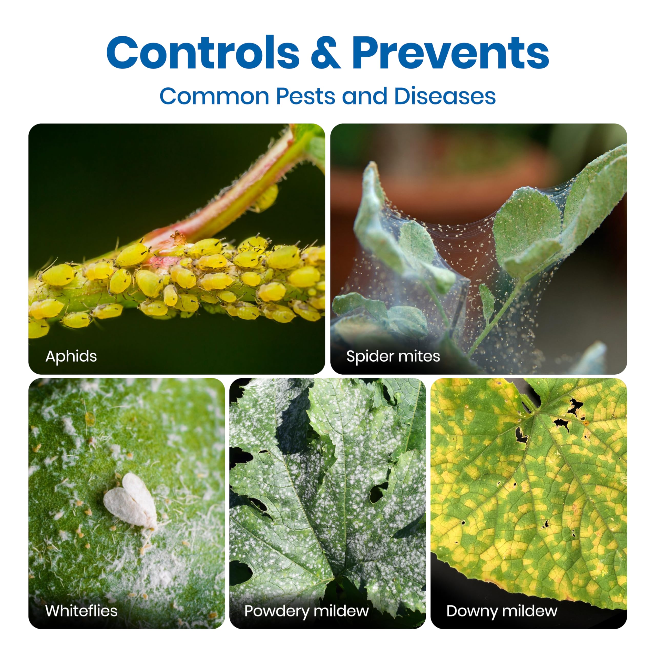 Whiteflies on leaf with GrowSafe treatment under action.