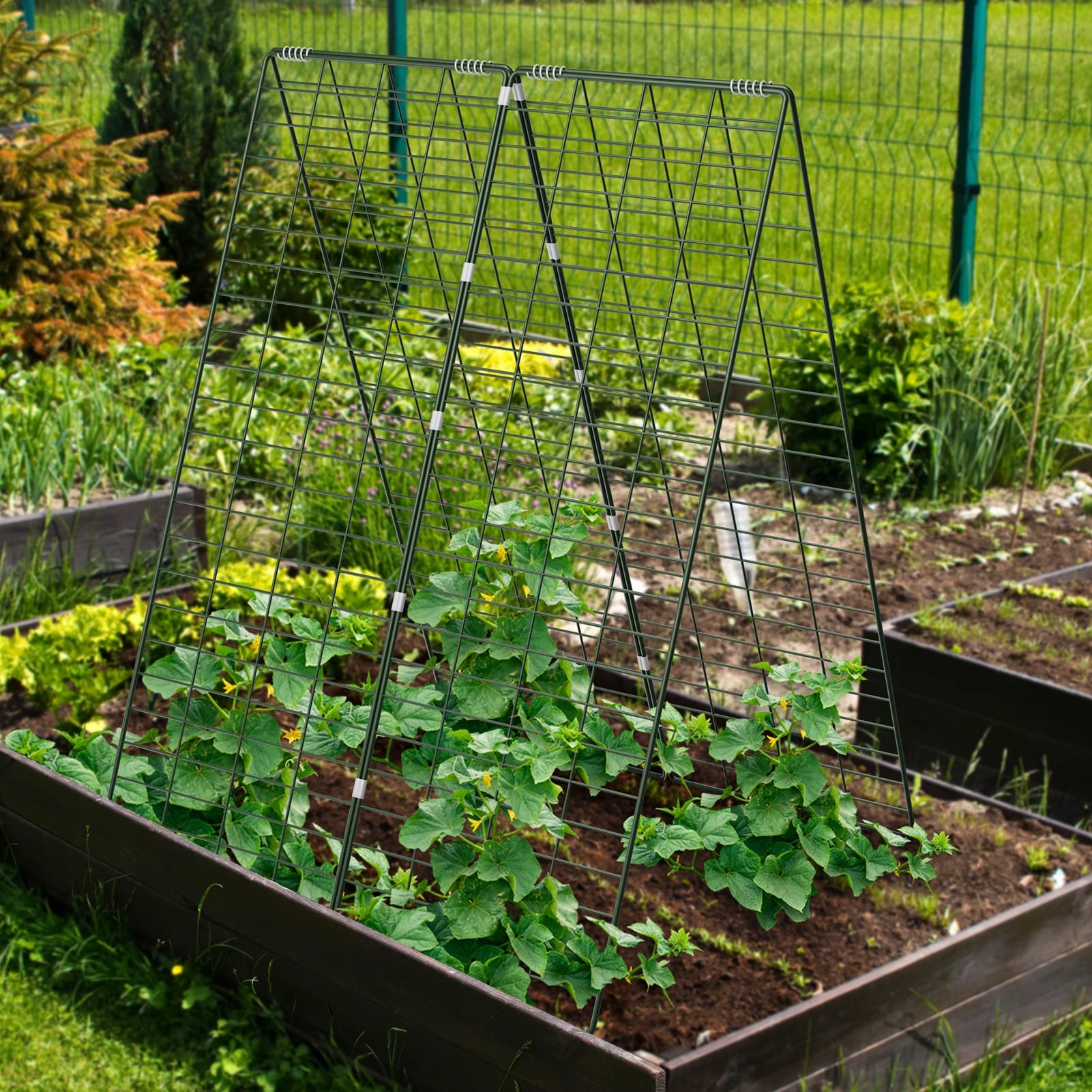 AGTEK zip ties securing vines to trellis for stability