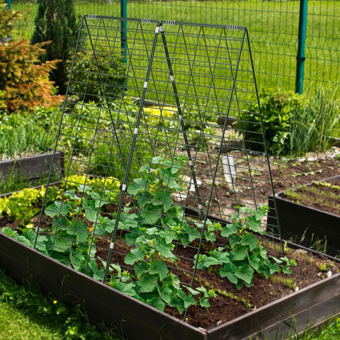 AGTEK zip ties securing vines to trellis for stability