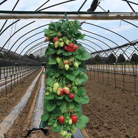 AGYTBG wide-use balcony and patio planter ready for various crops