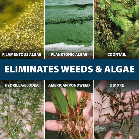 Airmax EasyKlear Chara weed control in a pond.